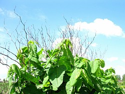 выращивание сахалинской гречихи альметьевск