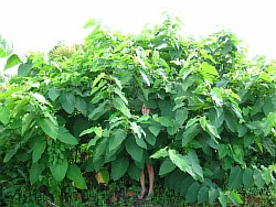 сахалинская гречиха выращиваем балашиха