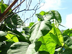 выращивание сахалинской гречихи ангарск