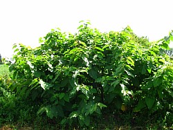 сахалинская гречиха растение тюменская область