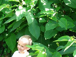 сахалинская гречиха растение домодедово