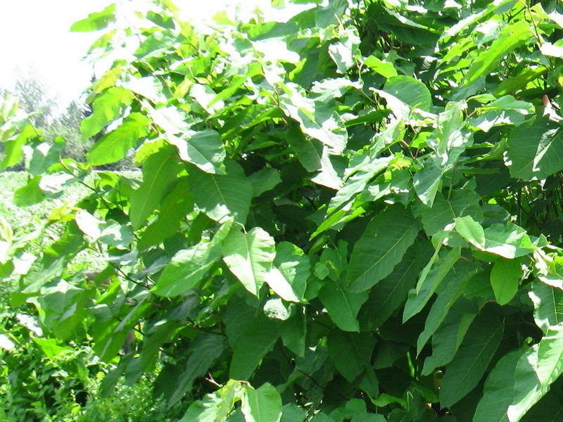 сахалинская гречиха выращивание волоколамск
