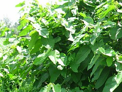 сахалинская гречиха выращиваем лосино-петровский