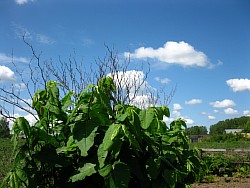 выращиваем сахалинскую гречиху лобня
