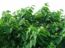 сахалинская гречиха выращивание ставрополь