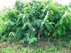 сахалинская гречиха выращиваем москва
