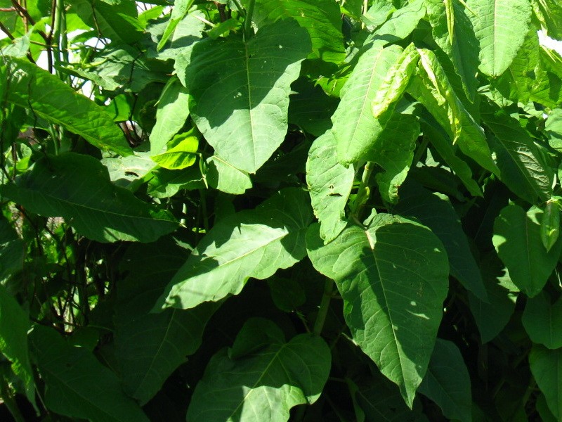 сахалинская гречиха растение жуковский