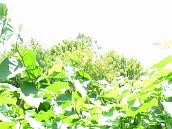 сахалинская гречиха растение набережные челны