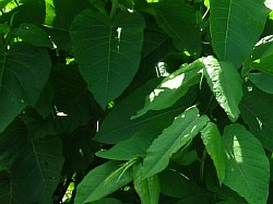сахалинская гречиха выращивание абакан