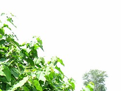 сахалинская гречиха выращиваем дубна