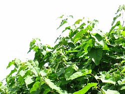 сахалинская гречиха выращиваем новокуйбышевск