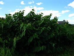 сахалинская гречиха выращиваем уфа
