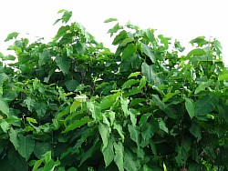 сахалинская гречиха растение новочеркасск