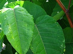 сахалинская гречиха растение березники