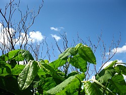 растение сахалинская гречиха ступино