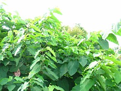сахалинская гречиха растение дрезна