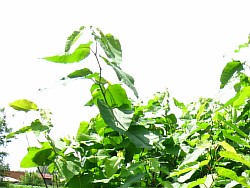 растение сахалинская гречиха долгано-ненецкий автономный округ