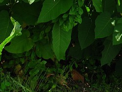 сахалинская гречиха растение улан-удэ