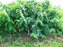 выращиваем сахалинскую гречиху киров
