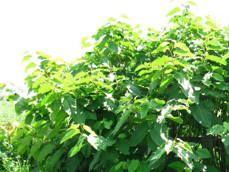 растение сахалинская гречиха нижнекамск