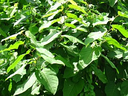 сахалинская гречиха выращиваем арзамас