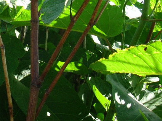 выращиваем сахалинскую гречиху абакан