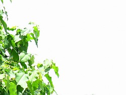 сахалинская гречиха выращивание елец