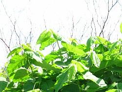 растение сахалинская гречиха раменское