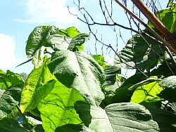 сахалинская гречиха растение стерлитамак
