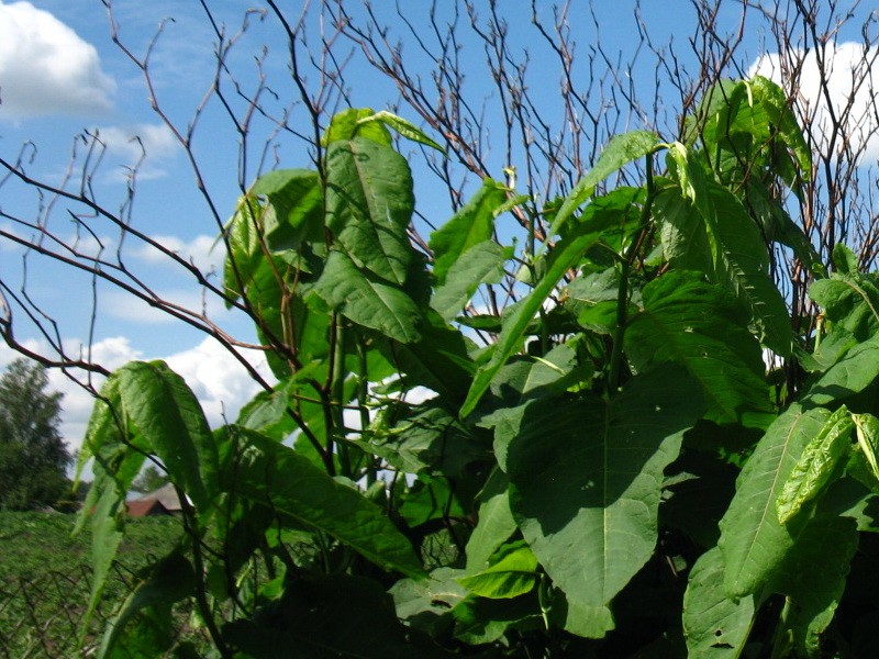 сахалинская гречиха выращивание нарьян-мар