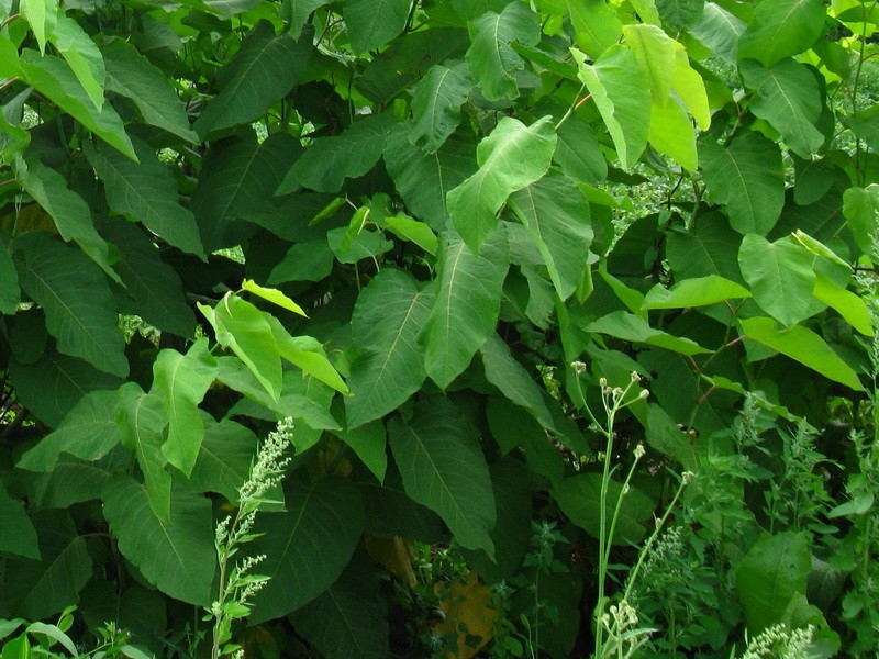 как посадить сахалинскую гречиху альметьевск
