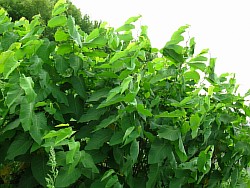 сахалинская гречиха выращивание тюмень
