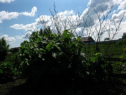 растение сахалинская гречиха лыткарино