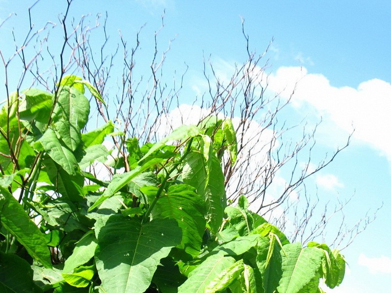 как вырастить сахалинскую гречиху тамбов