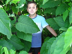 выращиваем сахалинскую гречиху дубна