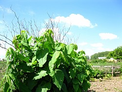 сахалинская гречиха выращиваем кировская область