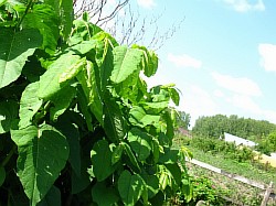 сахалинская гречиха растение южно-сахалинск