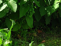 сахалинская гречиха растение рубцовск