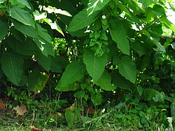 растение сахалинская гречиха саратов