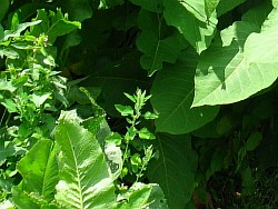 сахалинская гречиха растение санкт-петербург