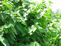 сахалинская гречиха выращиваем ангарск