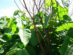 сахалинская гречиха выращивание рубцовск