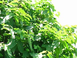 сахалинская гречиха растение норильск