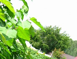 растение сахалинская гречиха ульяновск