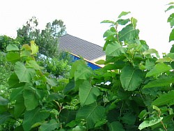 сахалинская гречиха растение республика карелия