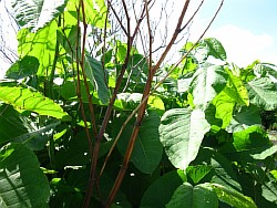 сахалинская гречиха растение новочеркасск