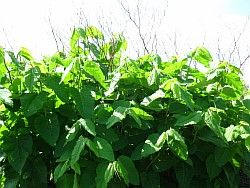 сахалинская гречиха растение анадырь