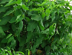 сахалинская гречиха корни климовск