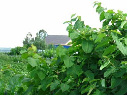 выращиваем сахалинскую гречиху смоленск