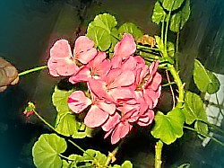 pac lilac rose пеларгония
